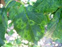 Leaf infected with plum pox