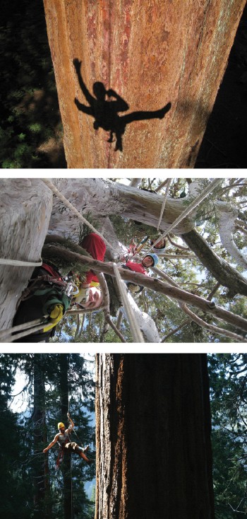 Climbers scale giant sequoia trees
