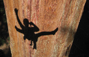 Shadow of climber scaling giant sequoia trees