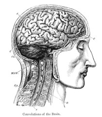 sketch of human head and brain