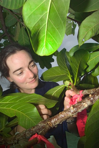 Predoctoral fellow Charlotte Jandr examines fig plant in Panama Canal