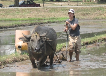Janelle Jung plows rice paddy in the Philippines