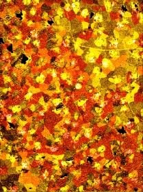 False-color microscopy image.