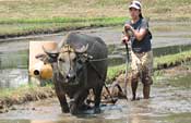 Janelle Jung plows rice paddy in the Philippines