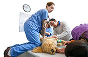 veterinary students conduct simulated emergency exam on robotic dog