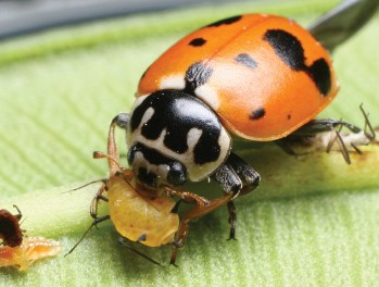 Ladybug eats aphid
