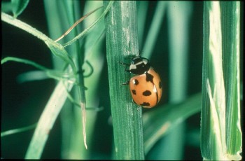 Nine-spotted lady beetle