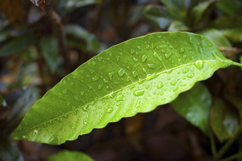 leaf with dew
