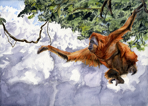 watercolor of orangutan