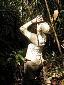 Jessica Stitt watches orangutan in tree