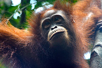 female orangutan