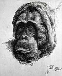 sketch of orangutan