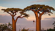tree climbing in Madagascar