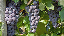 Cornell's new breed of grapes