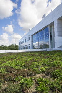 Weill Hall's green roof