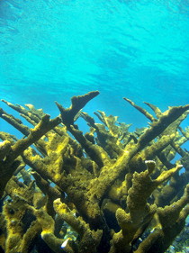 Caribbean elkhorn coral