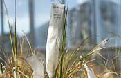 Rice plants with bagged seed panicles