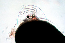 Neonate Dapnia emerge from an egg