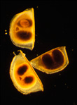 Daphnia dormant eggs in cases