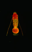 Female copepod with egg sac