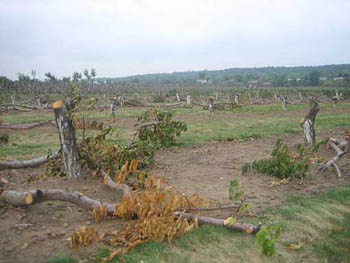Eradication of trees to control plum pox