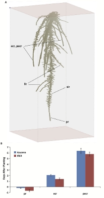 Software simulation image of rice root growth