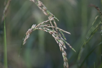 Rice plant detail