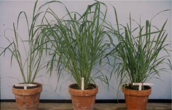 View of rice plant parents and high-yielding offspring