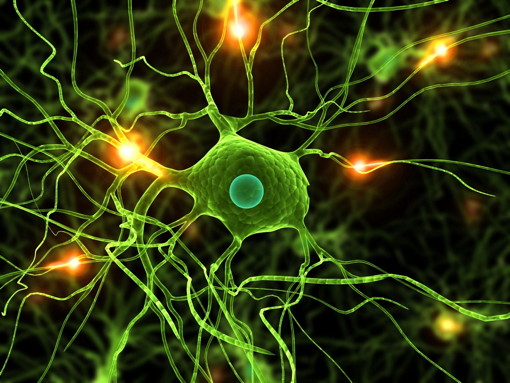 brain neurons illustration