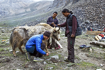 Daniel Jackson in Nepal with research team and yak