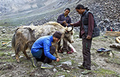 yak research in Nepal
