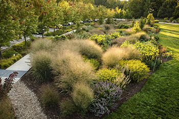The Bioswale Garden is as hard-working as it is beautiful, and one of the key landscape features that helped earn Gold LEED certification for the Nevin Welcome Center at Cornell Botanic Gardens. Photo: Chris Kitchen.