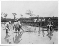 Planting experimental plots of rice, Tai Ping Men Farm, Nanking, 1932.