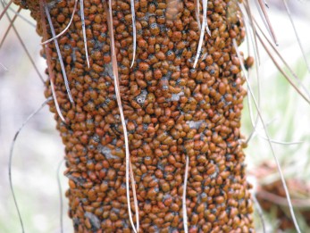 Mass of ladybugs on tree
