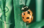 Nine-spotted lady beetle