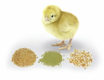chick with different feedstock choices