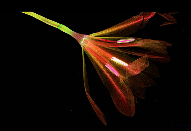X-ray detector image of accumulation of potassium in the anthers of an iris