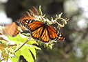 a Monarch butterfly