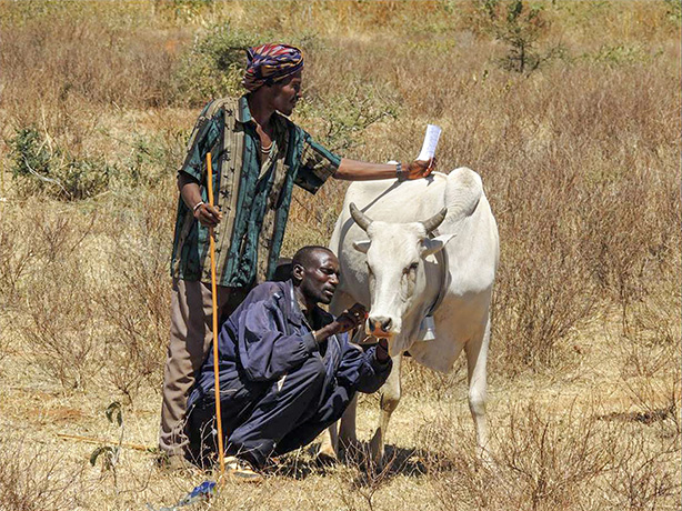 Pastoralists fit a GPS collar on a cow