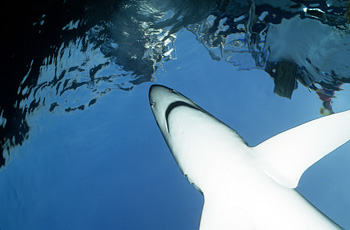 blue shark underwater in the Channel Islands