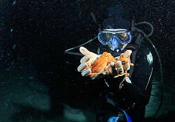 Professor Drew Harvell holds an ornate octopus in Hawaii