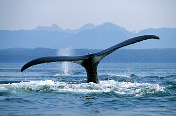humpback whales dive outside Glacier Bay, Alaska