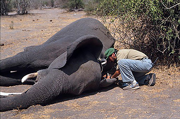 Osofsky monitors an anesthetized elephant in Botswana