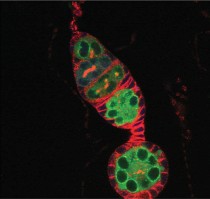 Graduate student Heather Flores photos of fruit fly ovaries