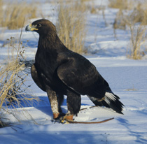 Golden eagle named Ithaca