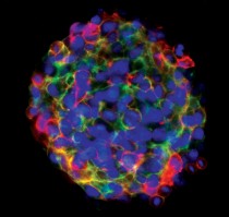 Additional image from the NYSTEM Stem Cell Awareness Day Image Contest