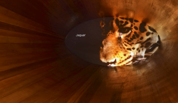 A video of a jaguar plays inside Listening Cone.
