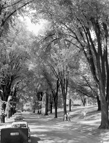Elm trees arch over East Avenue in 1953