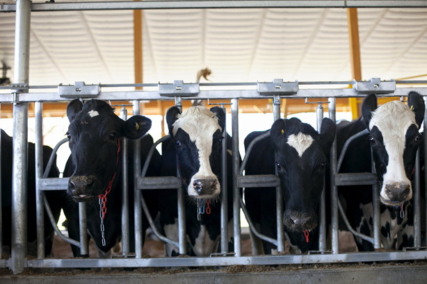 Cows at dairy research facility
