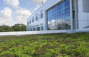 Weill Hall green roof